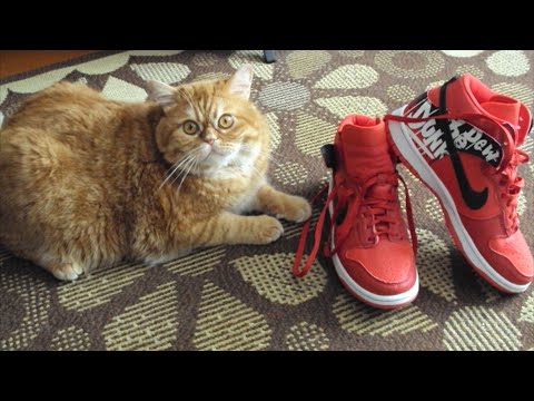 Видео: Fashion Байки: Nike Air Force 1 и Nike SB Dunk High. Трэшерские самоходы (Хай Tопы)