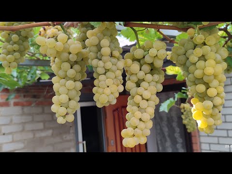 Видео: Мои технические сорта винограда перед срезкой. 11.09.23