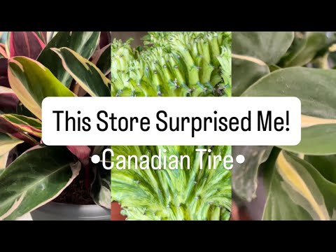 Видео: Самое неожиданное место, где можно найти комнатные растения | Покупка растений в Canadian Tire