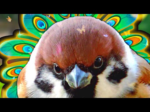 Видео: Вечер с Евой (8) - Ленивый вороб