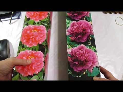 Видео: Древовидный пион в коробке. Сажаем дома до высадки в сад.