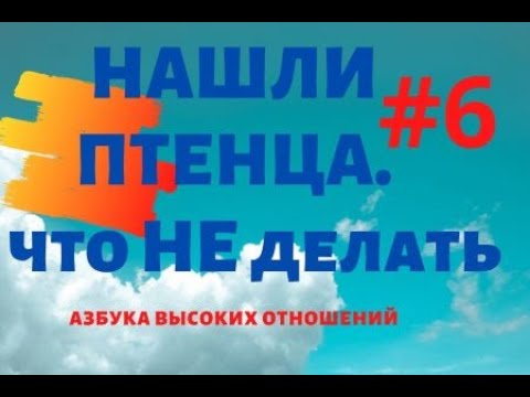 Видео: Нашли птенца что НЕ делать. Экологическая этика. Последние новости