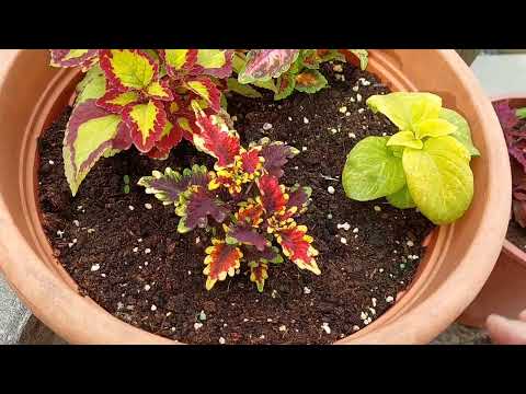 Видео: мои композиции  колеусов ##колеусы #