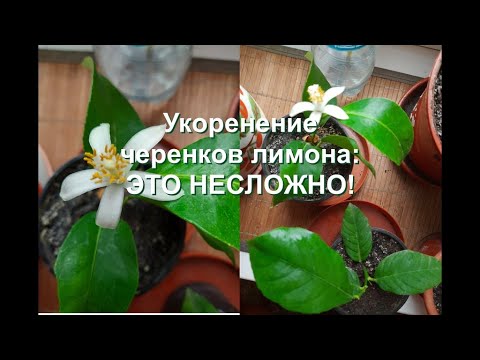 Видео: Укоренение черенков лимона: пластиковая бутылка в качестве теплички