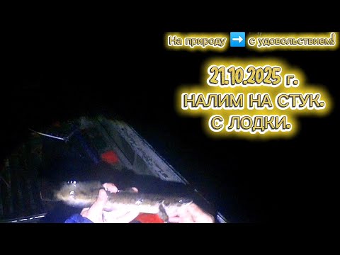 Видео: НАЛИМ НА СТУК. НАЛИМ НА СТУК С ЛОДКИ. 21.10.2025 Г. #recommended #fishing #рыбалка #налим #природа 