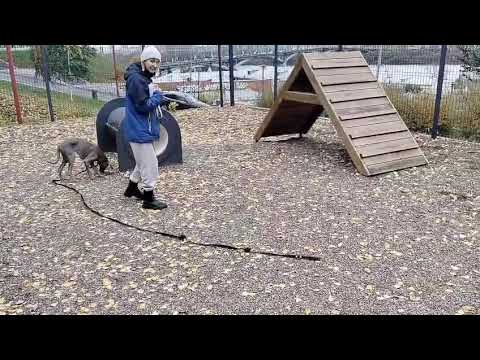 Видео: Дрессировка собак ВЕЙМАРАНЕР