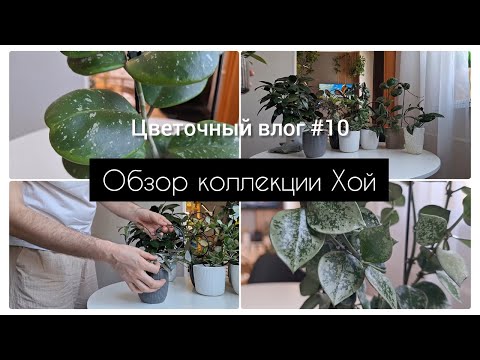Видео: ОБЗОР КОЛЛЕКЦИИ ХОЙ || ПРАВИЛА УХОДА || ОПОРЫ ДЛЯ РАСТЕНИЙ ||ЦВЕТОЧНЫЙ ВЛОГ #10