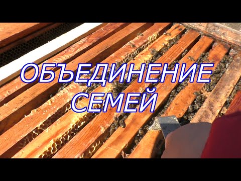 Видео: Очень просто ПОДСАДИТЬ МАТКУ в чужую семью ранней весной.