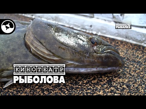 Видео: Рыбалка на Курилах. Палтус | Кинотеатр рыболова