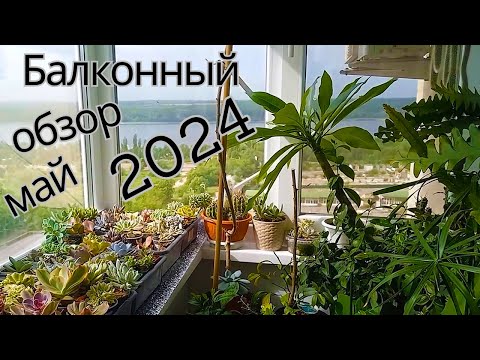 Видео: 💙💛Обзор балкона в мае. Хойи, суккуленты и другие растения.