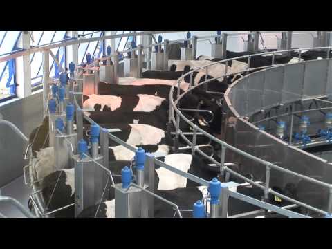 Видео: Доильный зал "Карусель" от "Унибокс" (технология Dairymaster)