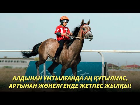 Видео: Ат танымас қазақ жоқ. Күренбай сыншы Құлагерге қандай сын айтты?