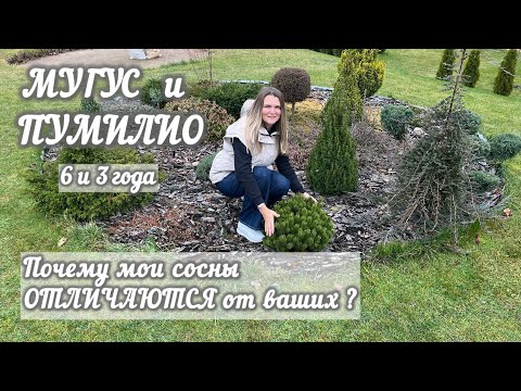 Видео: Чем отличаются сосны Мугус и Пумилио. Почему мои сосны НЕ ПОХОЖИ на ваши?