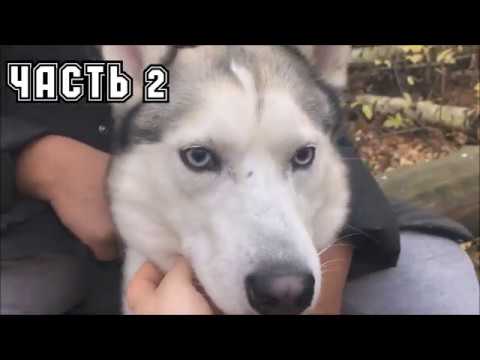 Видео: ВСЕ ПОРОДЫ ХОРОШИ?! ВЫПУСК 6. СИБИРСКИЙ ХАСКИ. Часть 2 из 2.
