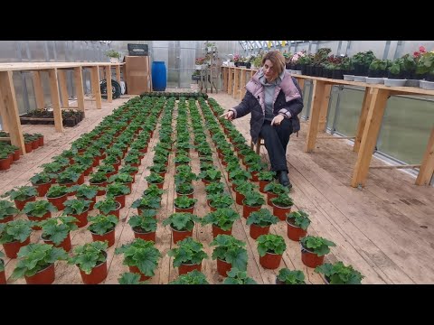 Видео: Всех построила