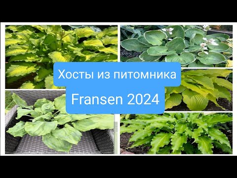 Видео: Хосты из питомника Fransen,весна 2024.Обзор сортов,часть 1.