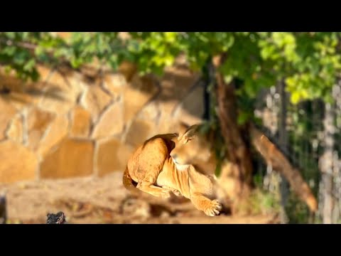 Видео: Львица перенесла второго львёнка и по-моему СНОВА РОЖАЕТ!