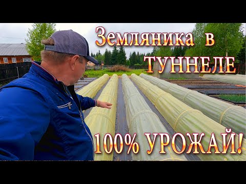 Видео: Земляника в Туннеле - 100% УРОЖАЙ! Обзор Тоннели и все её тонкости ! #дача