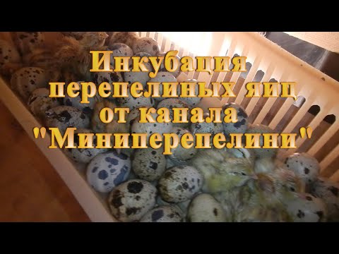 Видео: Инкубация перепелиных яиц Миниперепелини