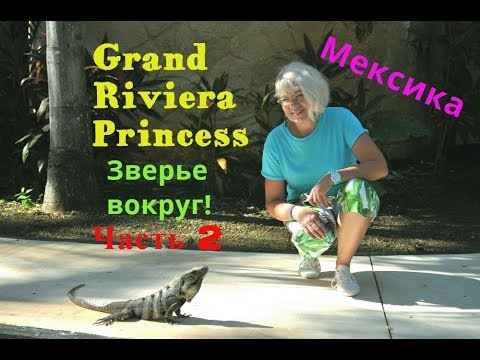 Видео: Grand Riviera Princess. Звери в отеле. 2 часть.