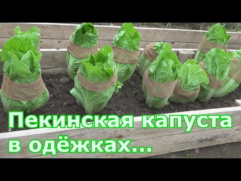 Видео: Как вырастить пекинскую капусту чтобы не пошла в цвет