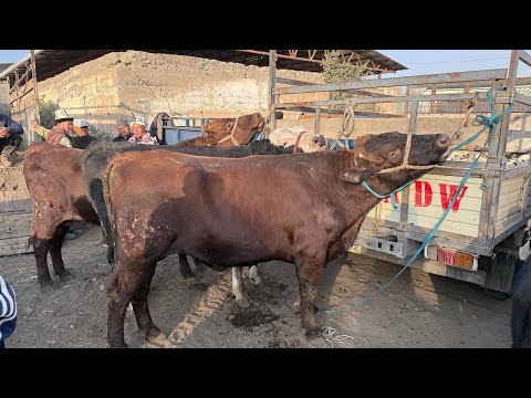 Видео: СААН УЙЛАР КУНАЖЫН БУКА ЭРКЕК УРГААЧЫ ТОРПОК БААЛАРЫ 🤯   #байтв 