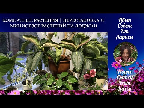 Видео: КОМНАТНЫЕ РАСТЕНИЯ | ПЕРЕСТАНОВКА И МИНИОБЗОР РАСТЕНИЙ НА ЛОДЖИИ