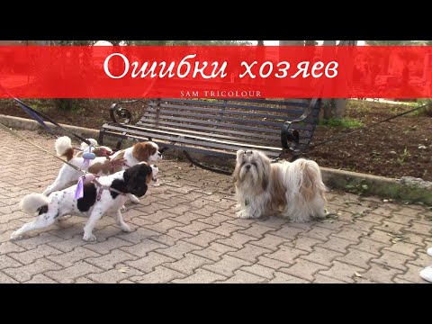 Видео: Как НЕЛЬЗЯ реагировать на лай / Воспитание собаки