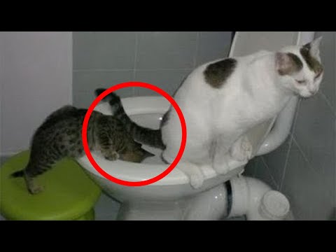 Видео: ЛЮБОПЫТНЫЕ КОТЫ ЛЕЗУТ В КАЖДУЮ ДЫРКУ!😼СМЕШНЫЕ КОШКИ и СОБАКИ🙀🐶🐷 ПРИКОЛЫ С ЖИВОТНЫМИ😂