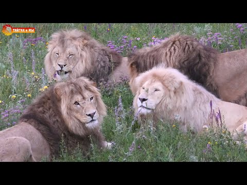 Видео: Мы избавились от лишних килограммов, а львы и рады! Тайган. Lions life in Taigan.