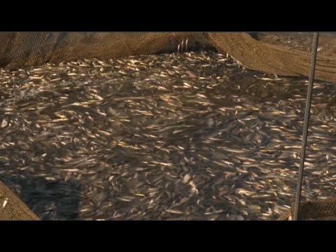 Видео: В Капшагай запустят 600 тысяч мальков