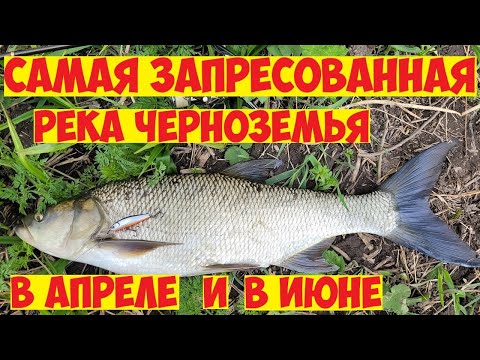 Видео: Рыбалка на ЖЕРЕХА и ГОЛАВЛЯ! Голавль на спиннинг! Жерех на воблеры весной и летом! Весенняя рыбалка