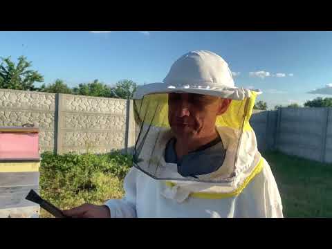 Видео: Як підсадити плідну матку у сіьм'ю. #бджільництво,#пасіка,#підсадкаматок