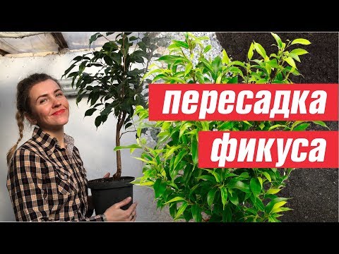 Видео: КАК ПЕРЕСАДИТЬ ФИКУС БЕНДЖАМИНА 🌿