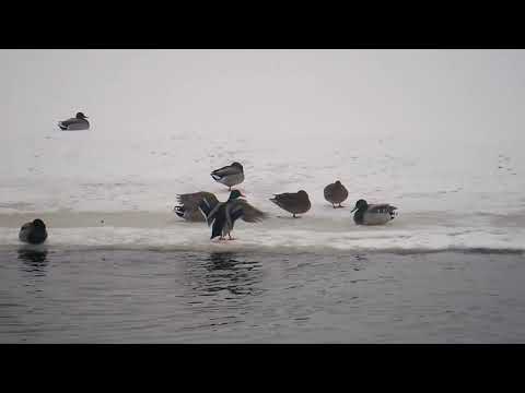 Видео: Ноги вверх или Как купаются утки