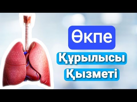 Видео: Өкпе | Қызметі | Құрылысы