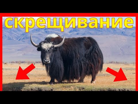 Видео: как скрещивать правильно, секреты гибридизации