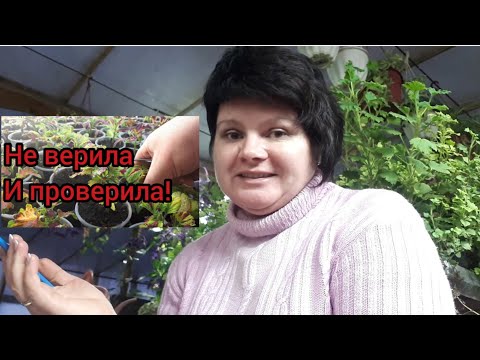 Видео: МАССА 😉 ЧЕРЕНКОВ и пышные кустики КОЛЕУСОВ к сезону!!! 👏