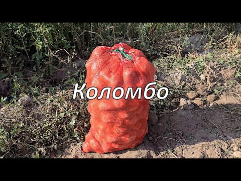 Видео: Самый лучший сорт картофеля в СНГ. Коломбо