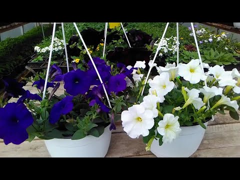 Видео: Сею ампельную петунию