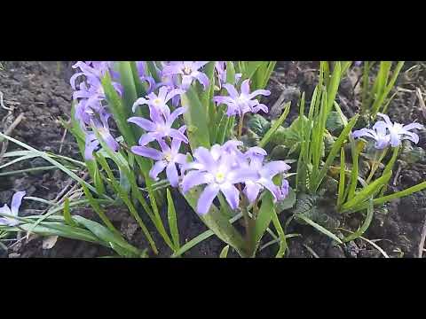 Видео: ПЕРВОЦВЕТЫ