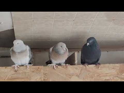 Видео: 13 октября 2025 г.