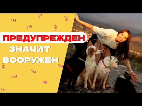 Видео: КАК СОБАКЕ НАС ПОНЯТЬ: ВАЖНОЕ ПРАВИЛО В ДРЕССИРОВКЕ СОБАК, всё о предупреждении
