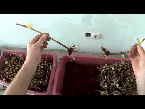 Видео: Укоренение черенков винограда с Clonex Gel + высадка