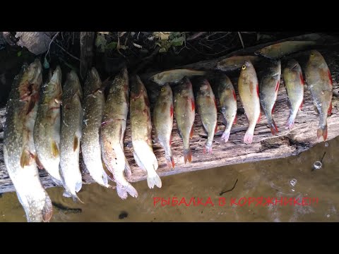 Видео: Рыбалка в коряжнике на Чебоксарском водохранилище!Щука,окунь на PONTOON 21 и LUCKY JOHN!!!