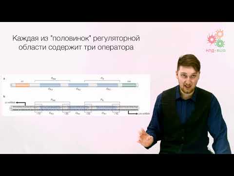 Видео: Регуляция работы генов. Регуляция транскрипции у прокариот. Часть 2 (без музыки)