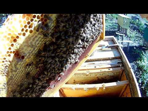 Видео: Как правильно собрать пчел в зиму в улье лежаке  Пчеловодство для начинающих