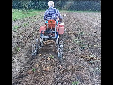 Видео: Картошка 2025.