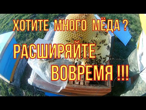 Видео: Будет много мёда. Результат сокращения пчелосемей. Расширяем вовремя.