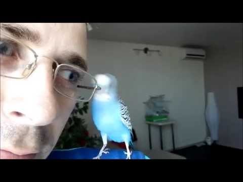 Видео: Попугай Ричи. Говорит и поет: "Бутылка кефира полбатона...", "Я уеду жить в лондон..."